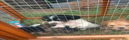 Scottish Terrier dogs for sale: Beautiful Scottish terriers  in Bedford - Advert 4