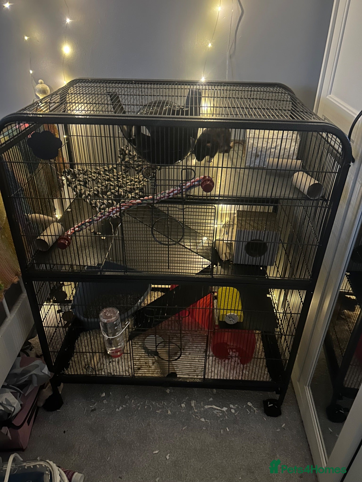 Rat rodents Two male bonded rats rehoming one year old - Advert 1