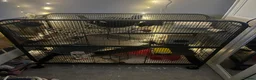 Rat rodents for sale: Two male bonded rats rehoming one year old - Advert 1