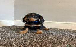 Mixed Breed dogs for sale: daxipoos puppies for sale - Image 4