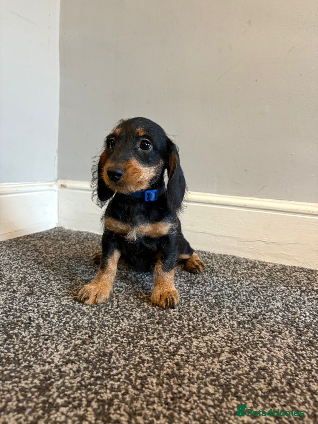 Mixed Breed dogs for sale: daxipoos puppies for sale - Image 4