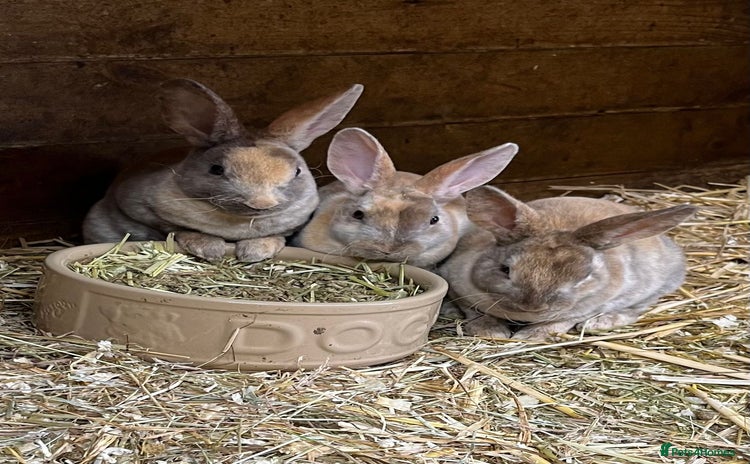 Rex rabbits - Advert 16