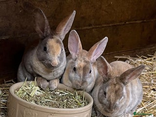 Rex rabbits - Advert 2