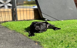 Staffordshire Bull Terrier dogs for sale: Quality Black to blue Staffordshire bull terrier - Image 4