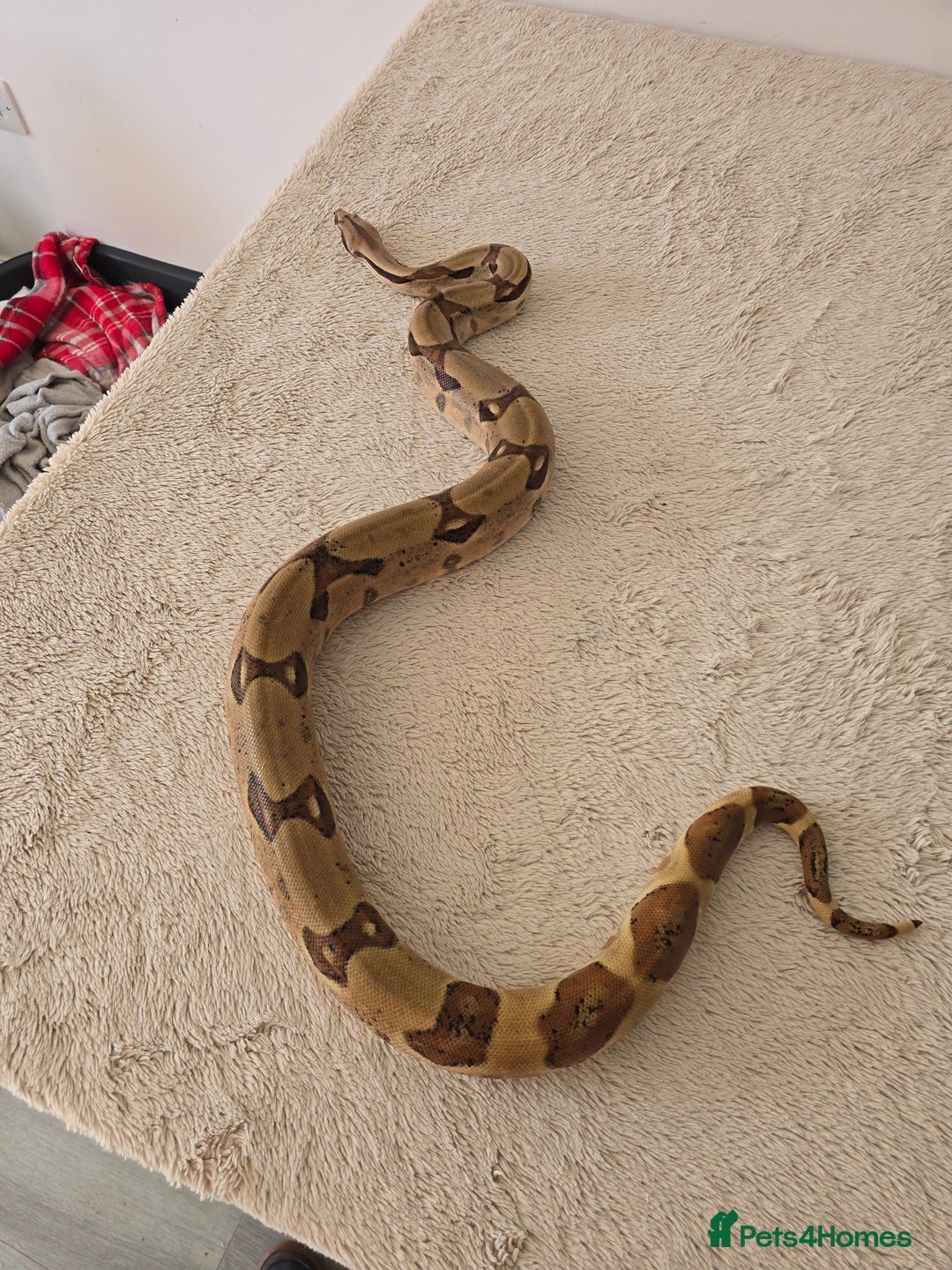 Boa Snake reptiles for sale: Large Snake Vivarium Setup + 2 Boa Constrictors - Advert 4