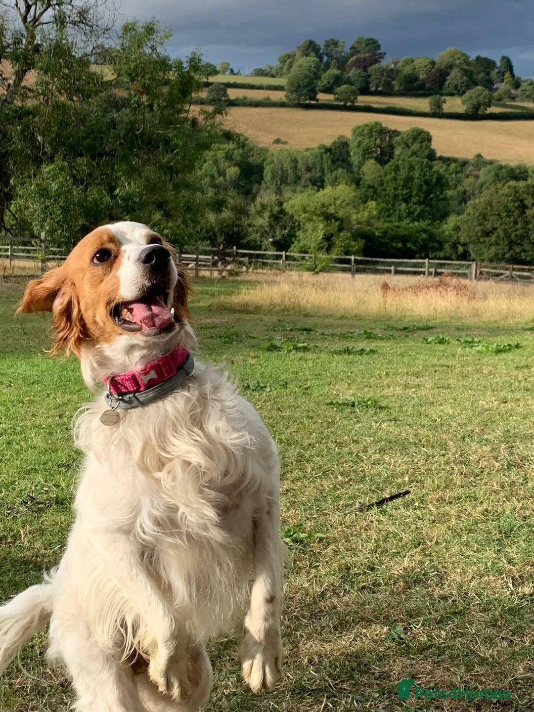 Brittany Spaniel dogs for adoption: MYRA! - Image 6