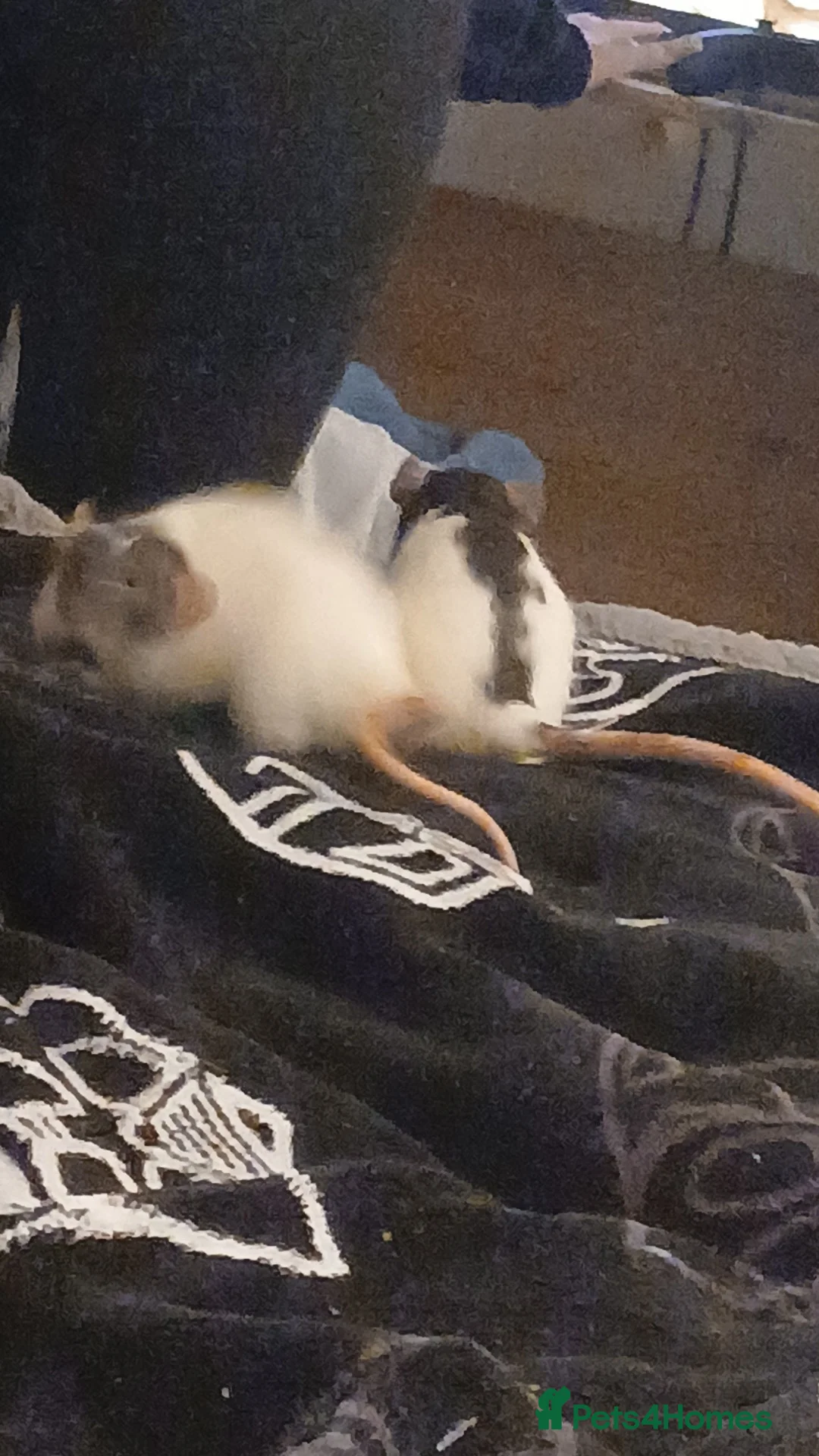 Rat rodents for sale: 2 Female rats and cage for sale - Advert 3