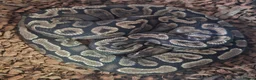 Python Snake reptiles for sale: GHI Royal Python  in Sleaford - Advert 2