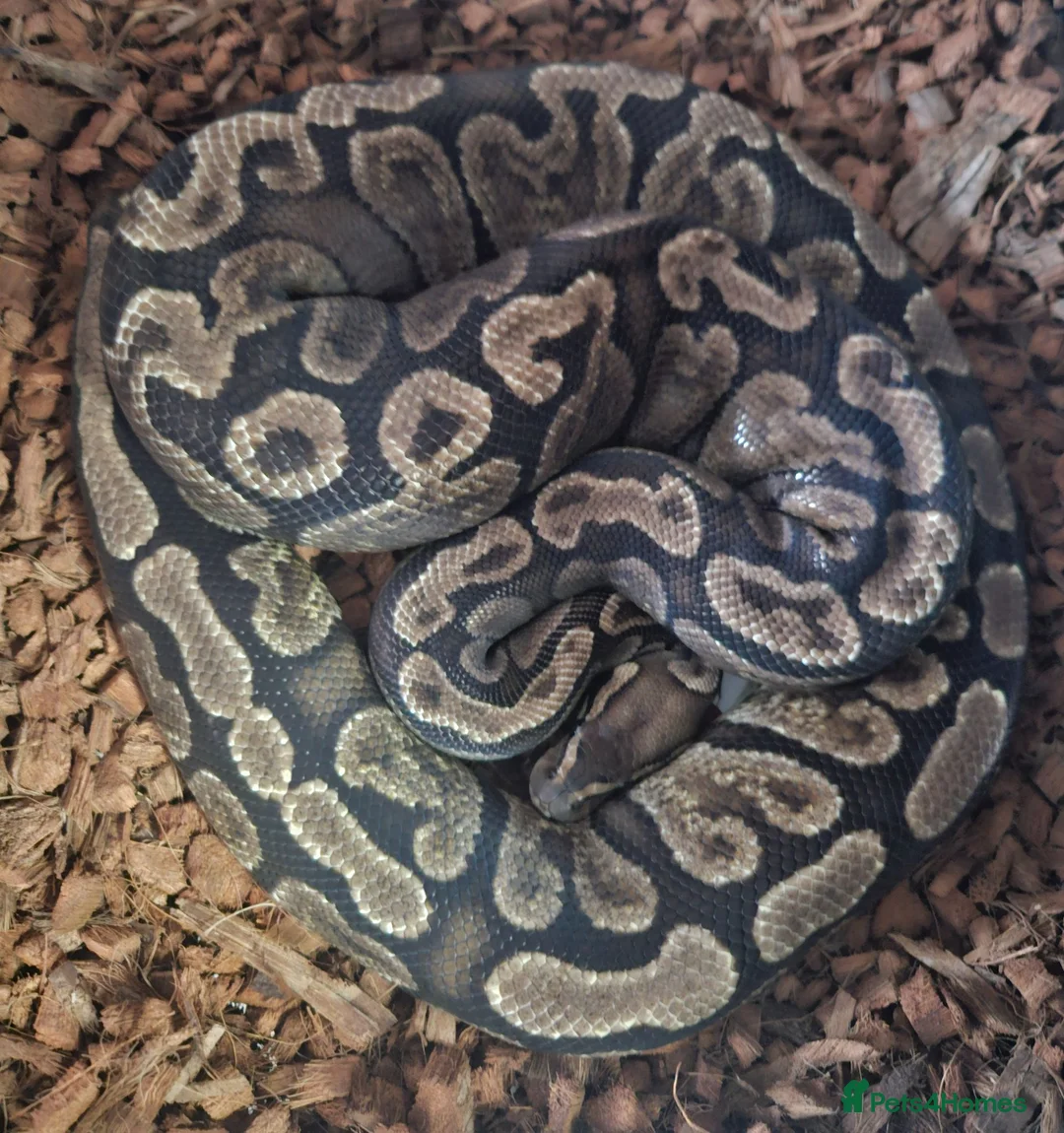 Python Snake reptiles for sale: GHI Royal Python  in Sleaford - Advert 2