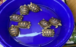 Tortoise reptiles for sale: Leopard Tortoise Hatchlings - Image 13