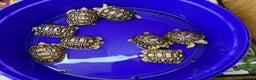Tortoise reptiles for sale: Leopard Tortoise Hatchlings - Advert 13