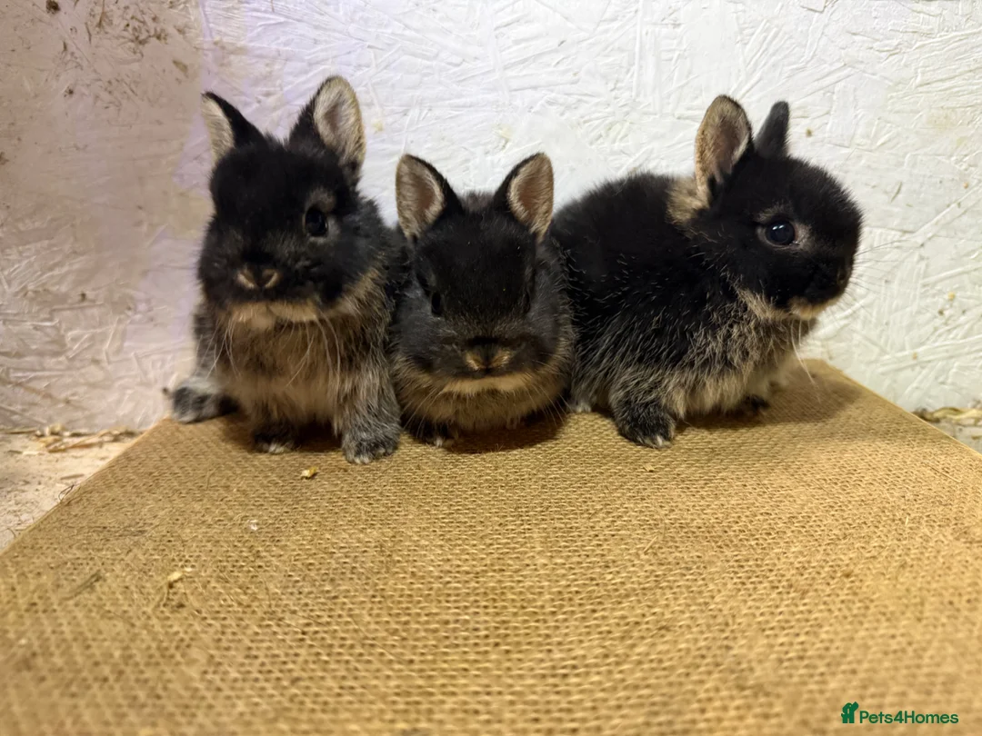 Netherland Dwarf rabbits for sale: Gorgeous Netherland dwarfs  - Advert 1