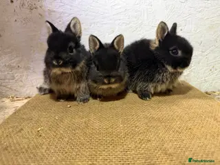 Netherland Dwarf rabbits Gorgeous Netherland dwarfs - Advert 1