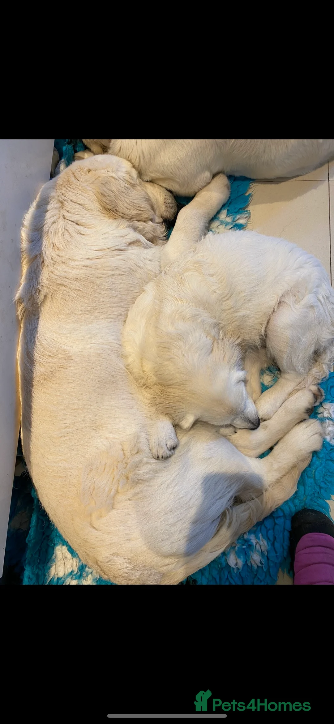 Golden Retriever dogs for stud: STUD KC FULLY HEALTH TESTED PROVEN TRAMIN IMPORT  in Blackpool - Advert 15