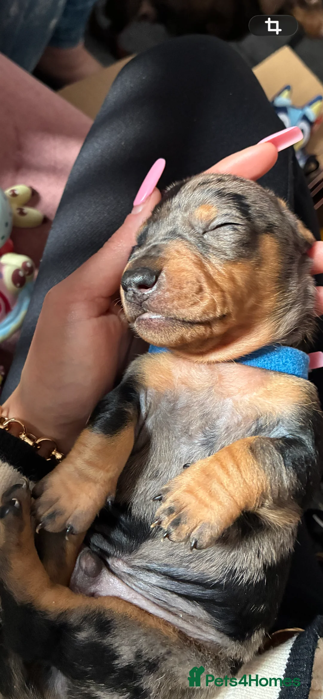 Miniature Dachshund dogs for sale: Gorgeous Minature Daschund Puppies  - Advert 9