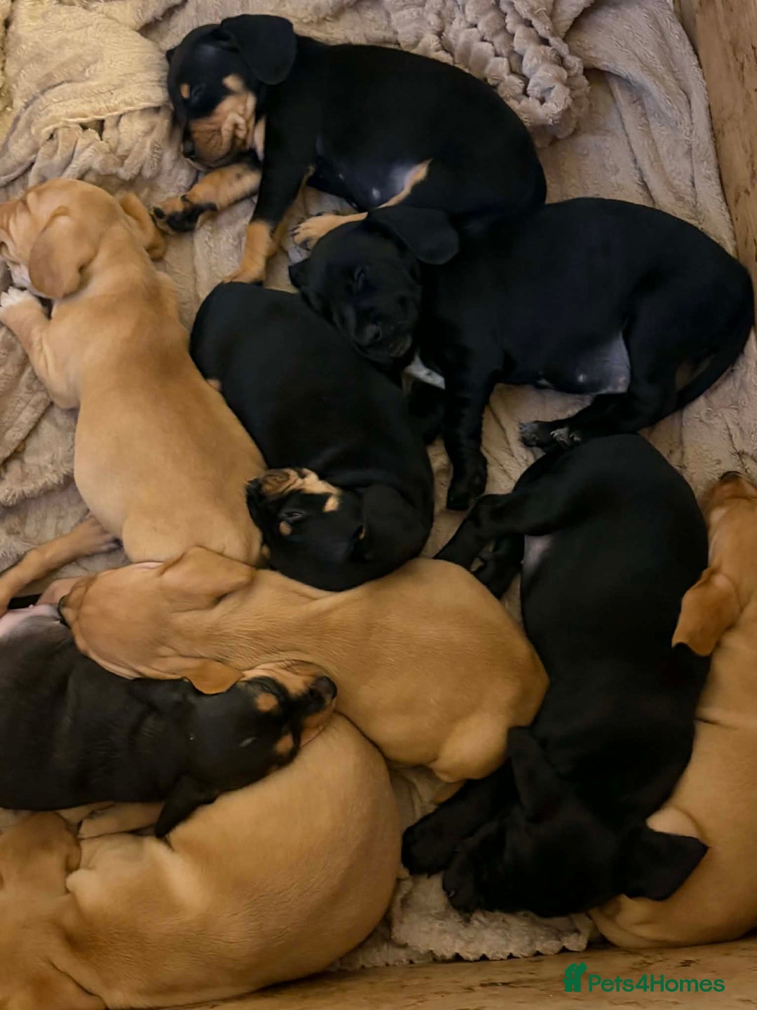 Mixed Breed dogs for sale: 9 Docker puppies - Advert 2