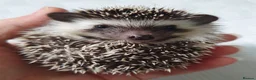 Pygmy Hedgehog rodents for sale: Full pedigree African pygmy hedgehog babies  - Advert 22