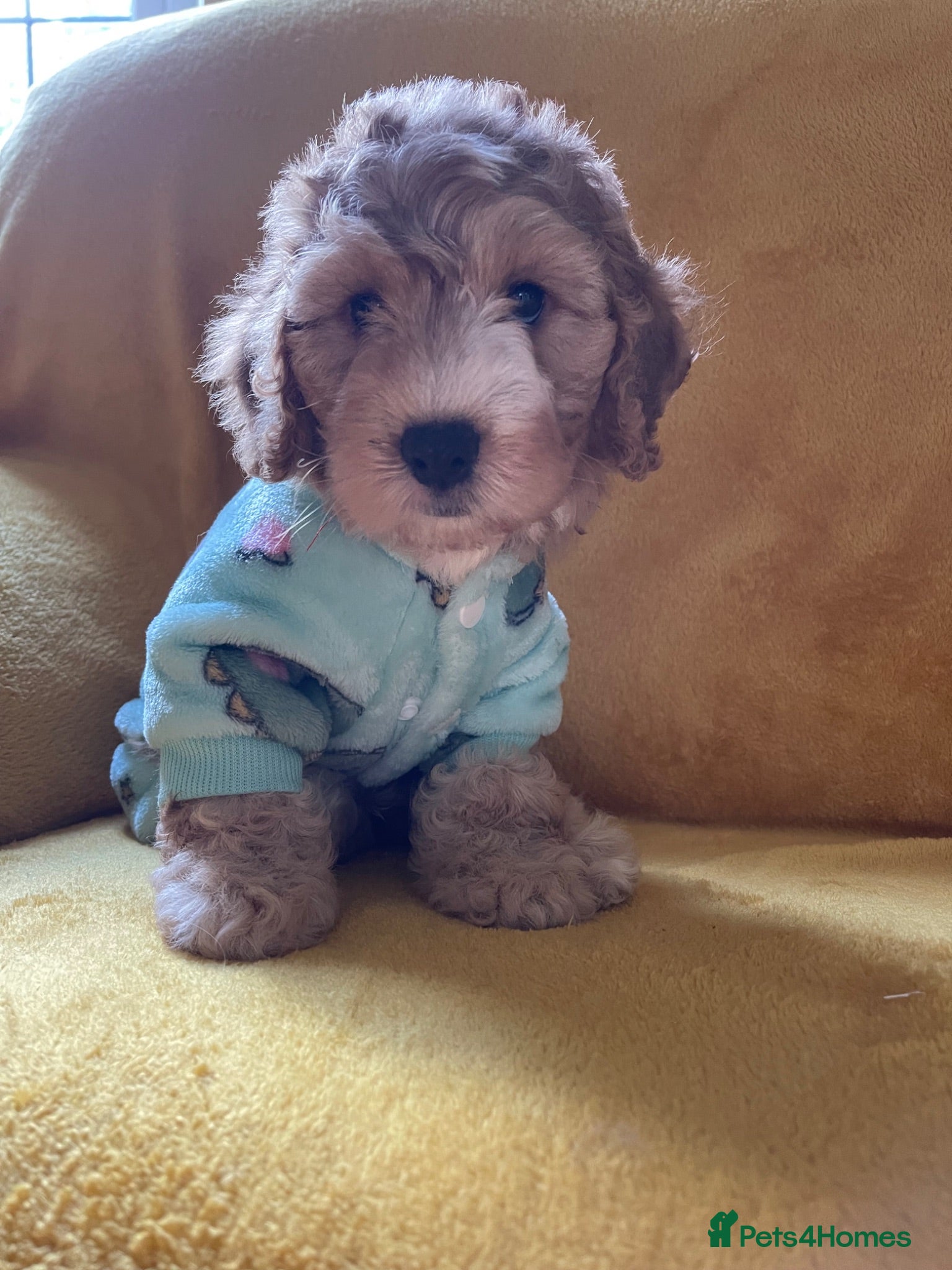 Cockapoo dogs Beautiful Cockapoo puppies - exceptional standard - Advert 1