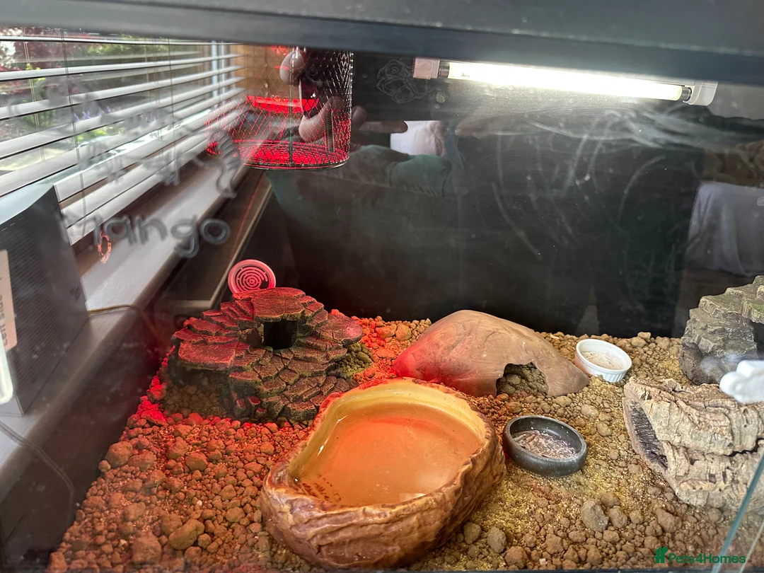 Gecko reptiles for sale: Leopard gecko and tank for sale in Brighouse - Advert 2