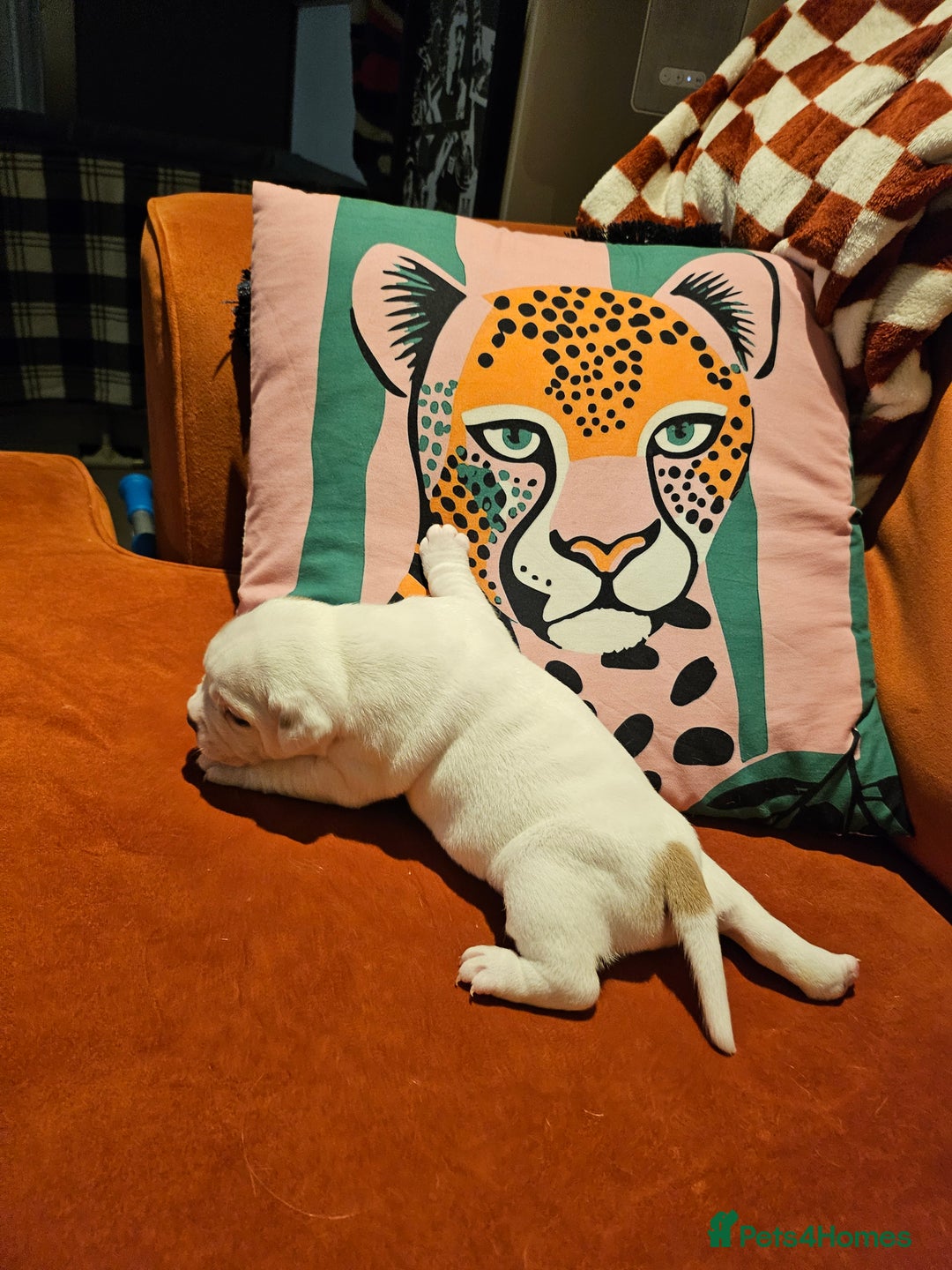 Mixed Breed dogs for sale: English Bulldog Staff Mix (Old Tyme Bulldog) - Advert 9