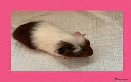 Guinea Pig rodents for sale: Baby guinea pigs  - Image 3