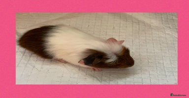 Guinea Pig rodents - Advert 12