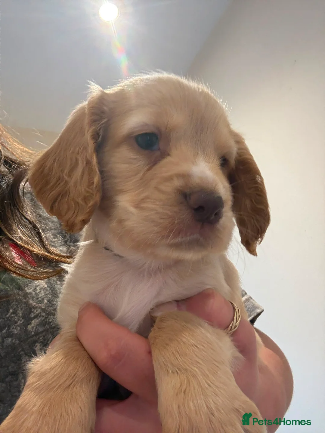 Sprocker dogs for sale: 3 Working Sprocker Puppies For Sale - Advert 2