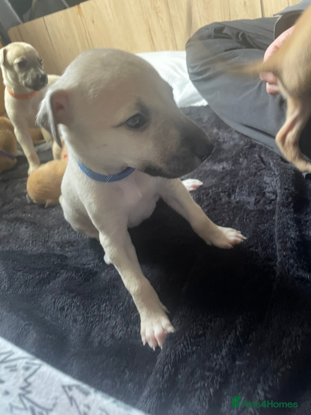 Greyhound dogs for sale: Saluki bull greyhounds - Image 8
