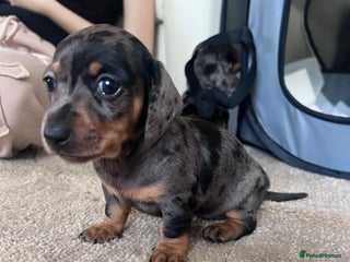 Miniature Dachshund dogs 4 beautiful minis - Advert 10