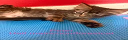 Maine Coon cats for sale: Beautiful male maincoon/forest cat kittens  - Advert 6