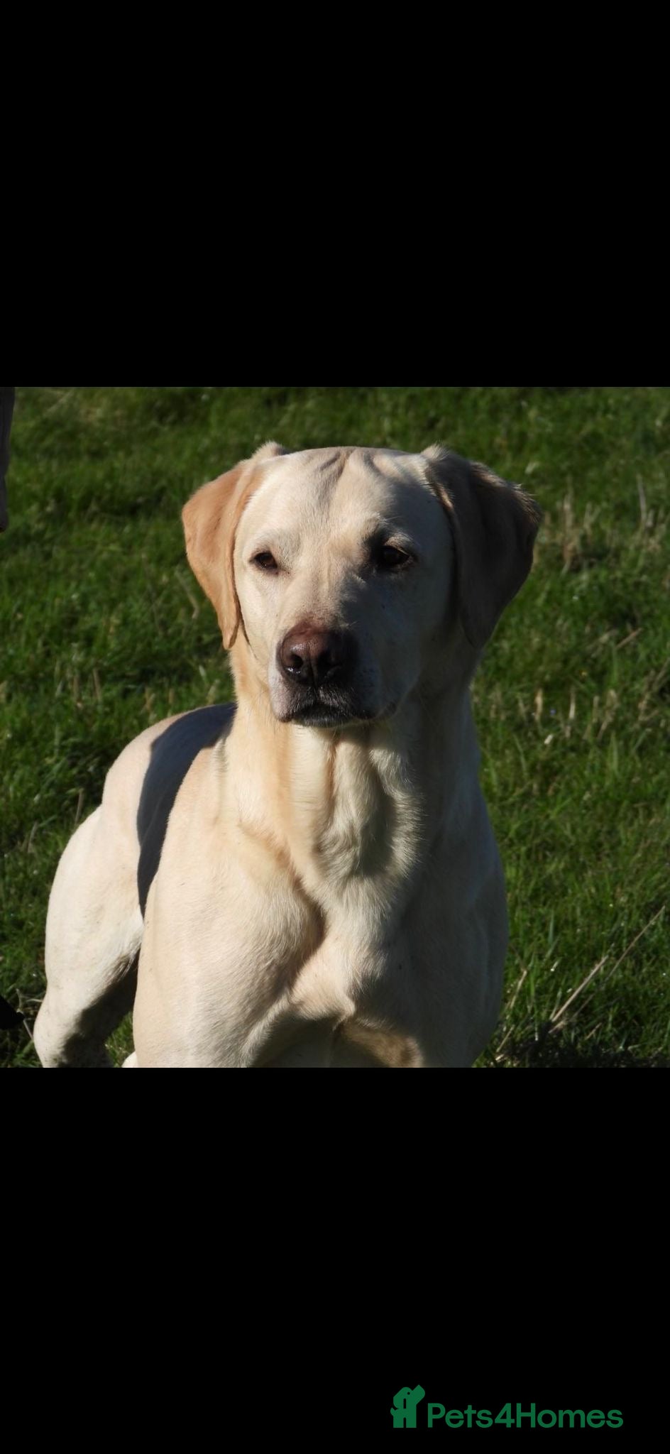 Labrador Retriever dogs KC working lab - Advert 2