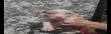 American Bulldog 3