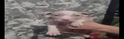 American Bulldog dogs for sale: 6 stunning American bulldog puppies - Advert 4