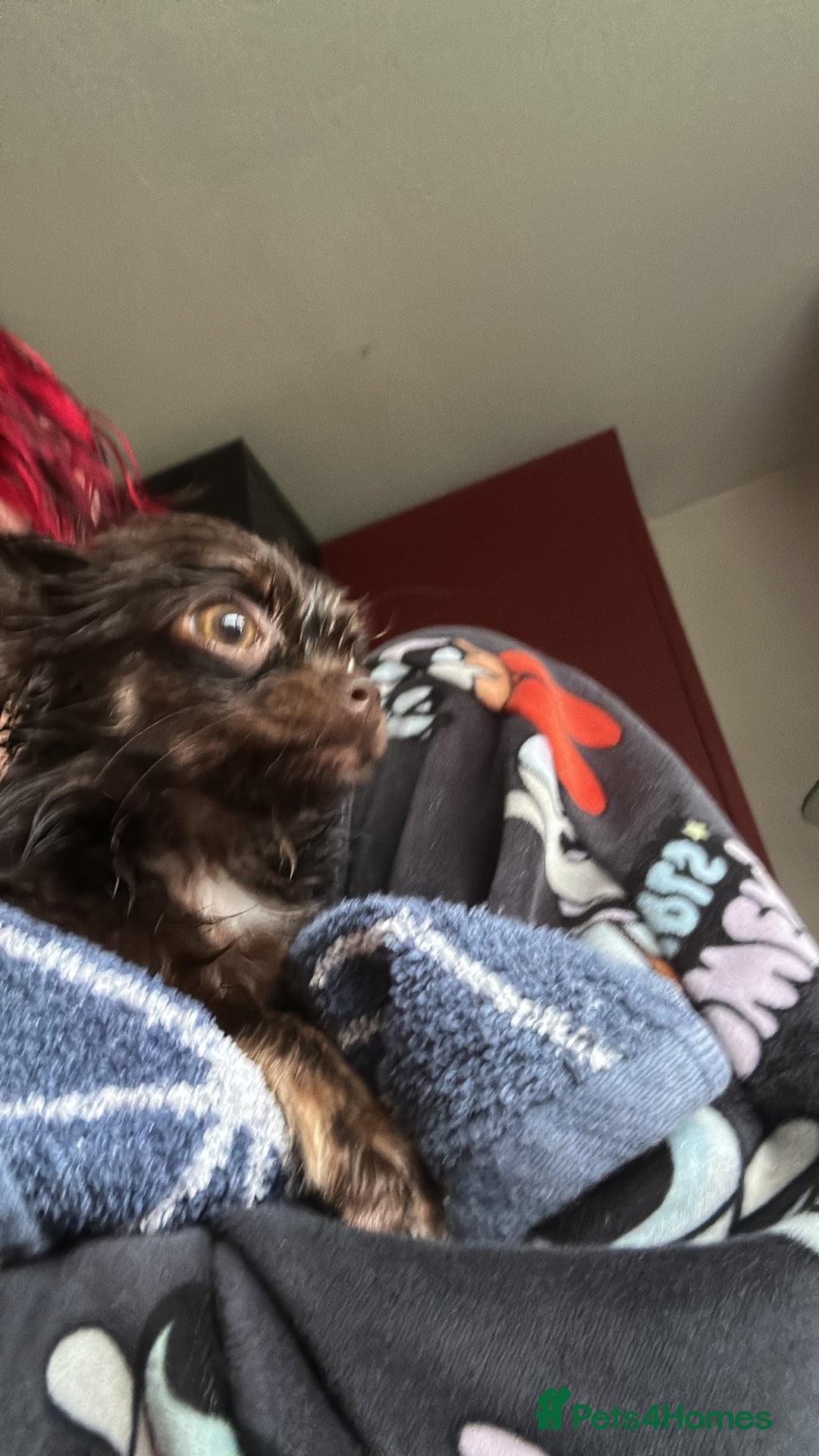 Chihuahua dogs for sale: Long haired tiny KC chihuahua girl - Advert 7