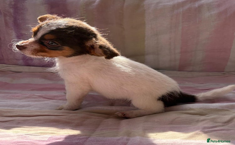 Chihuahua dogs - Advert 3