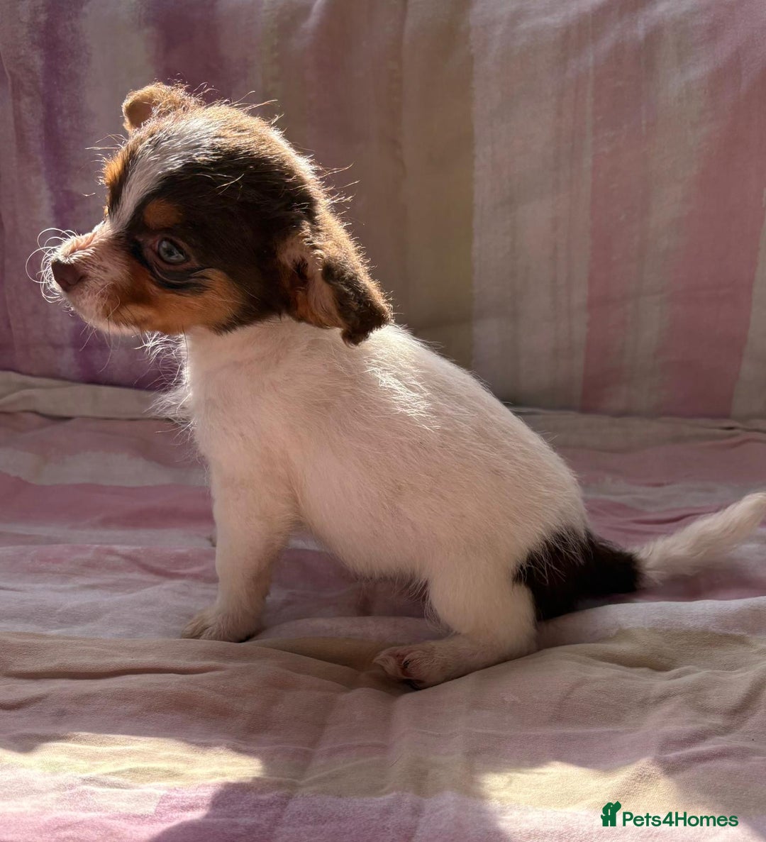 Chihuahua dogs for sale: Chihuahua cross King Charles  - Image 1