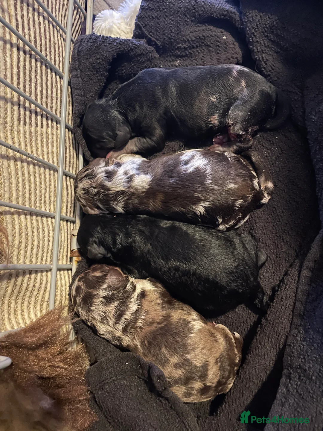 Bordoodle dogs for sale: Stunning litter of colliepoo/bordoodle puppies  - Advert 9
