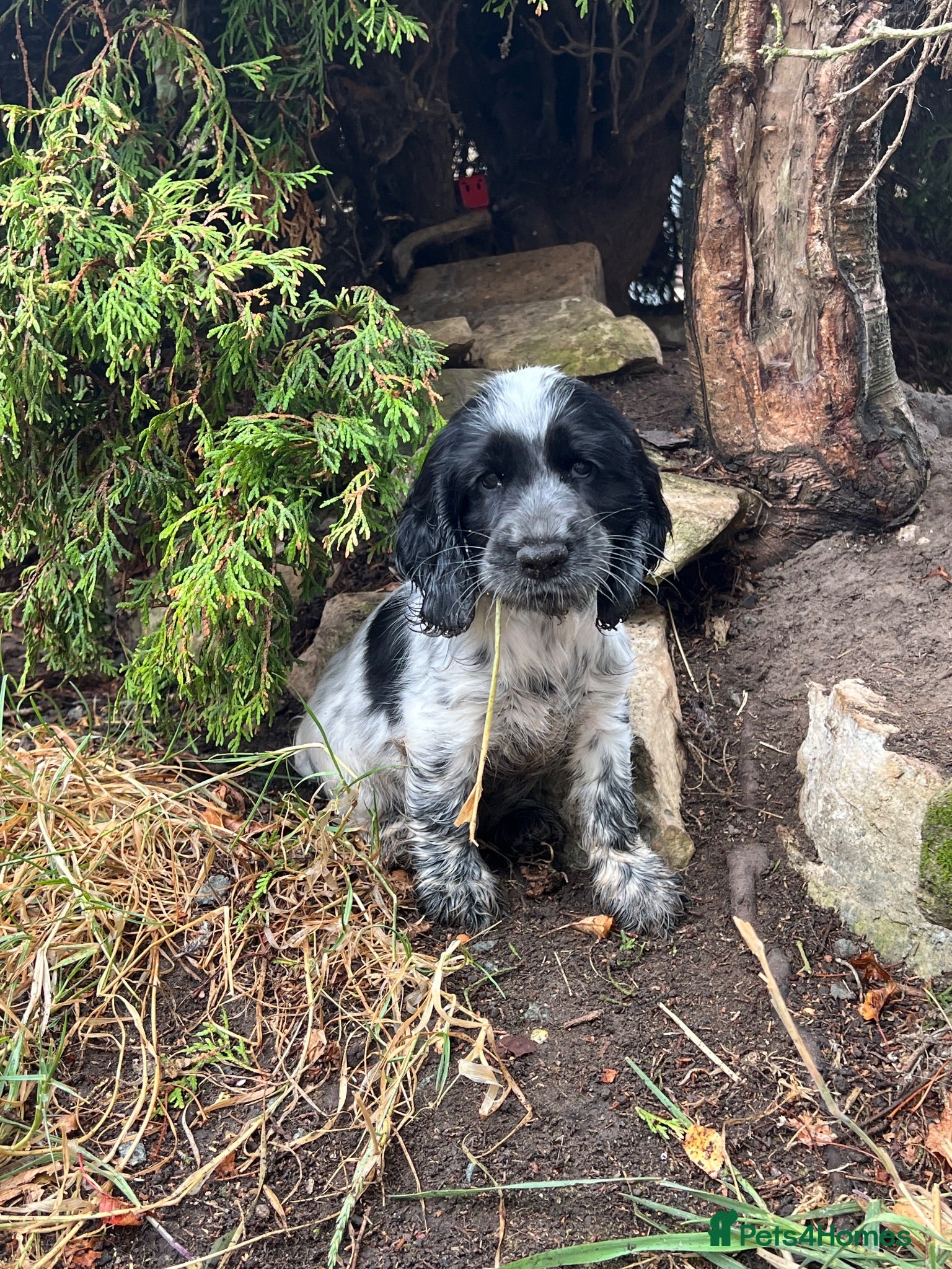 Cocker Spaniel dogs Ready Now - KC Show Cocker Spaniel Puppies - Advert 2