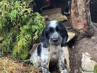 Cocker Spaniel dogs Ready Now - KC Show Cocker Spaniel Puppies - Advert 2