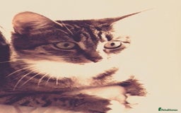 British Shorthair cats for sale: Poppy tabby cat  - Image 1
