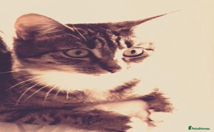 British Shorthair cats - Advert 5