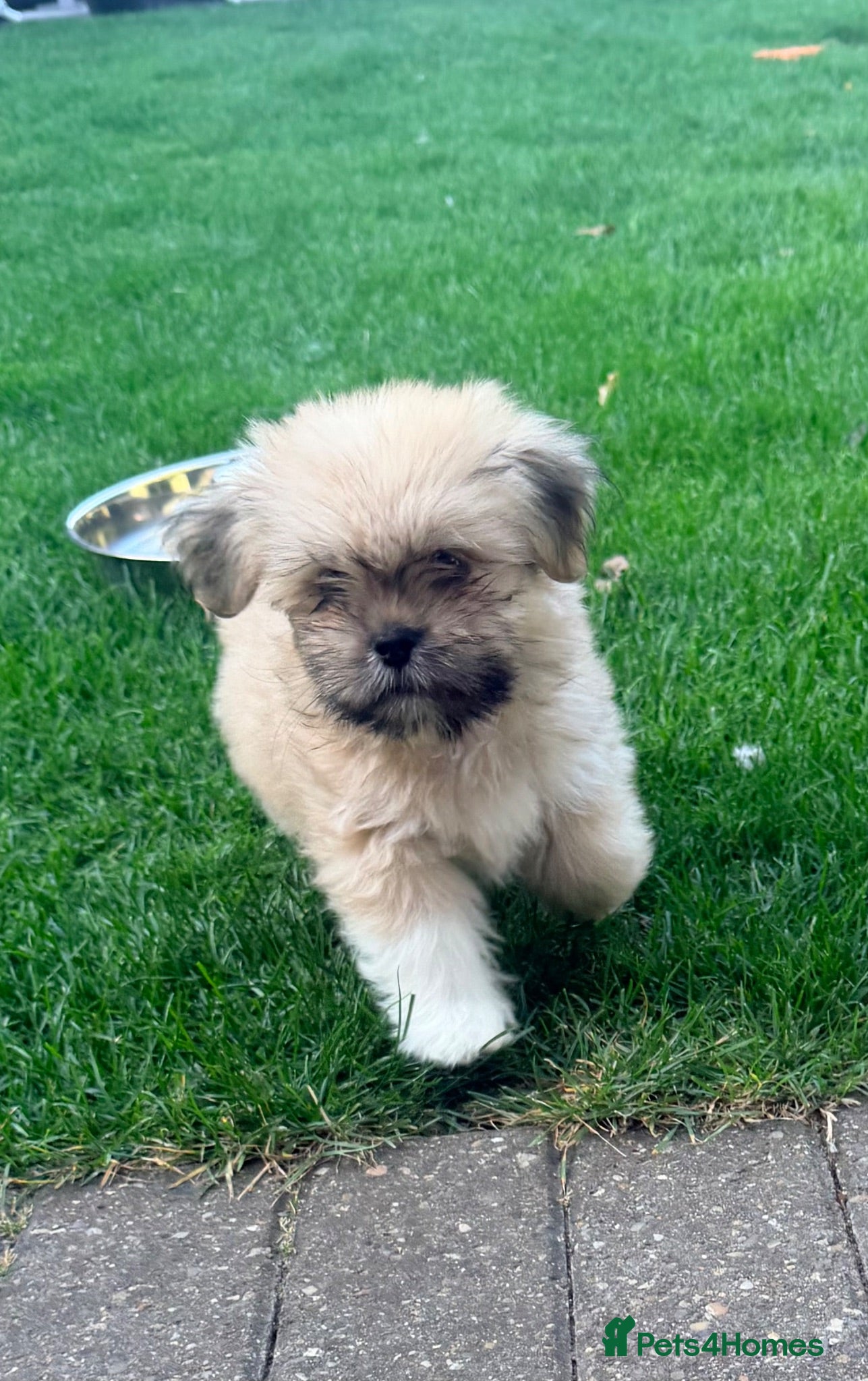 Lhasa Apso dogs Lhasa Apso puppies - Advert 4