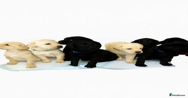 Labrador Retriever dogs Stunning fully health tested and vet checked - Advert 3