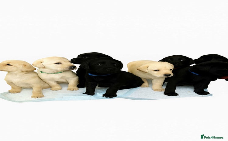 Labrador Retriever dogs - Advert 2