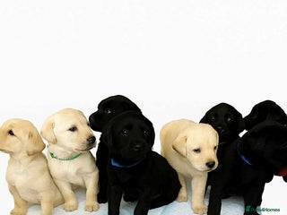 Labrador Retriever dogs - Advert 27