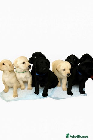 Labrador Retriever dogs - Advert 3