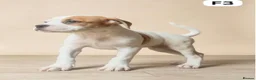 American Bulldog dogs for sale: American Bulldog Puppies - Advert 11