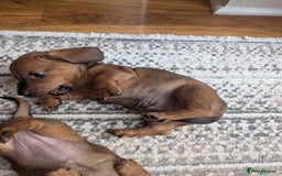 Dachshund dogs for sale: Three Miniature Dachshund puppies ready for sale  - Image 2