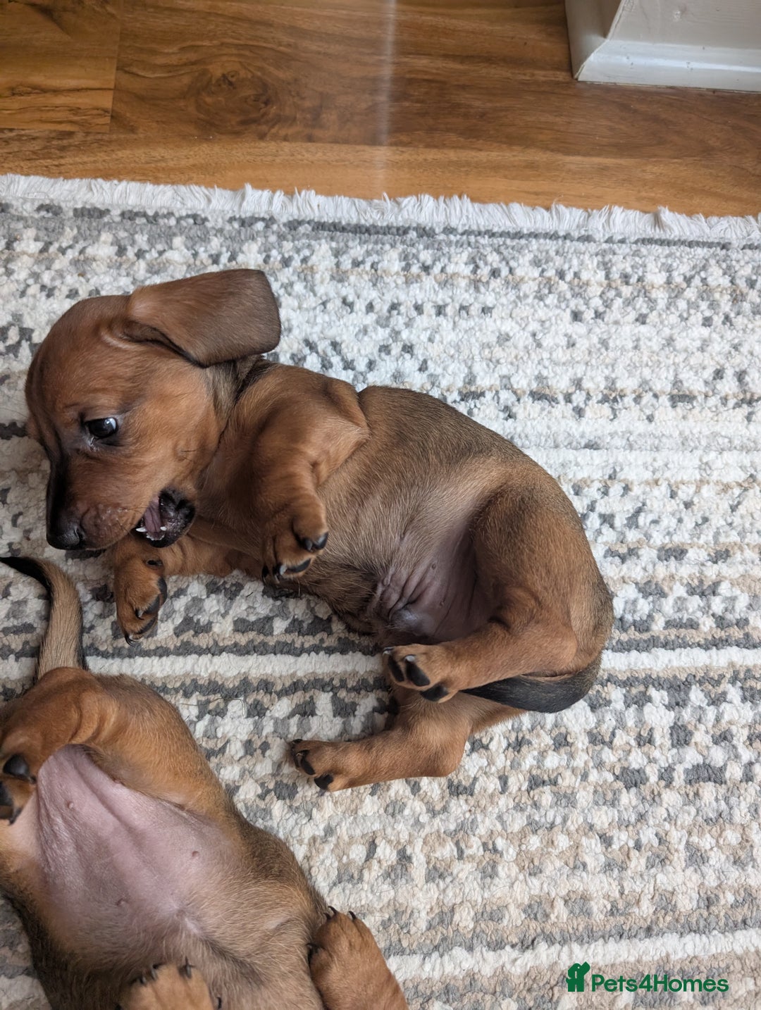 Dachshund dogs for sale: Three Miniature Dachshund puppies ready for sale  - Image 2