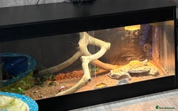 Bearded Dragon reptiles for sale: Bearded dragon with full set up  - Image 2